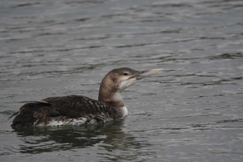 Yellow-billed Loon 会瀬漁港 Thu, 3/21/2019