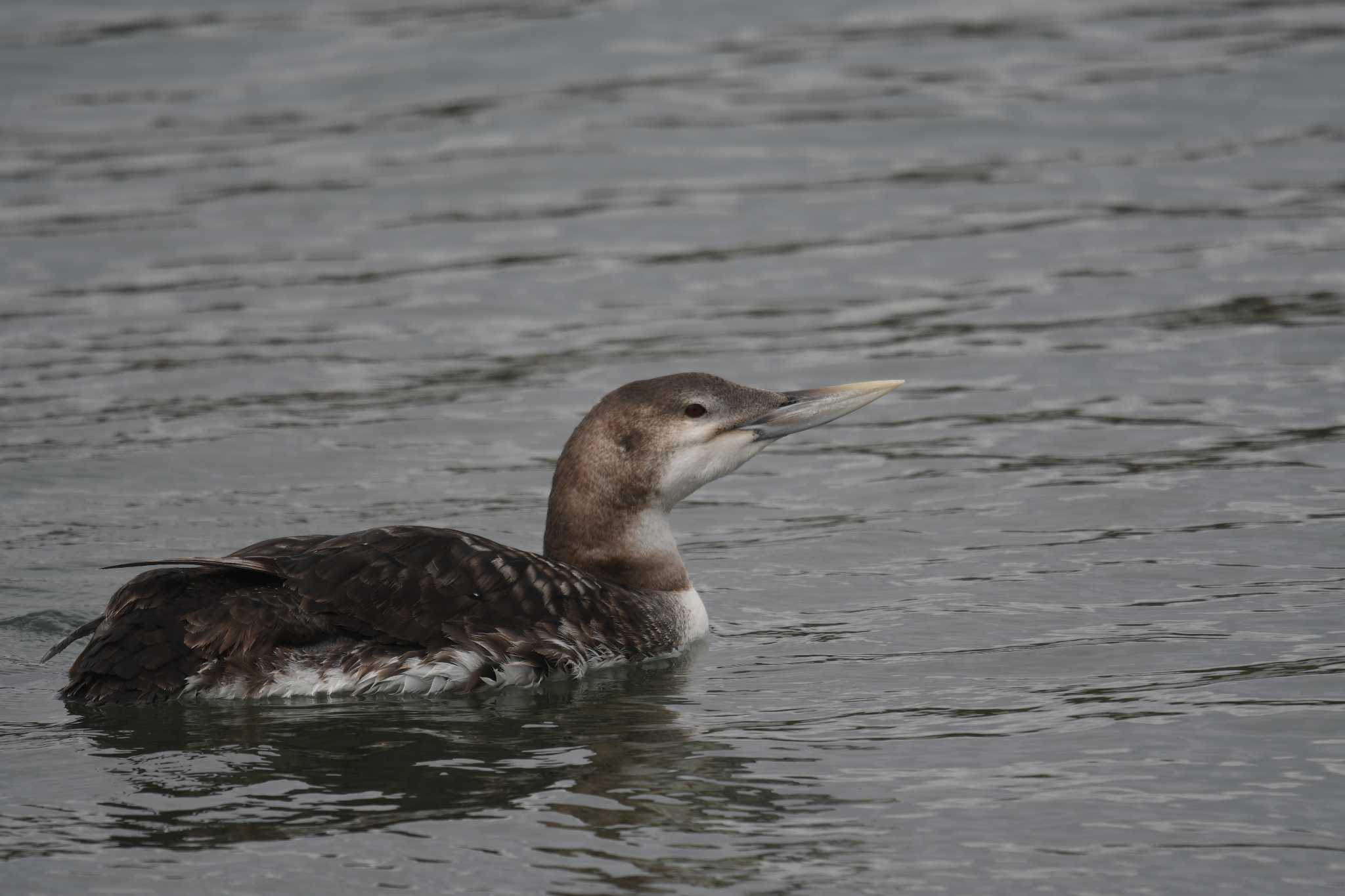 Yellow-billed Loon