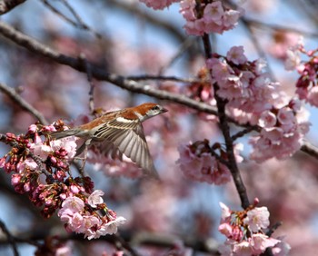 ニュウナイスズメ 鴻巣 2019年3月20日(水)