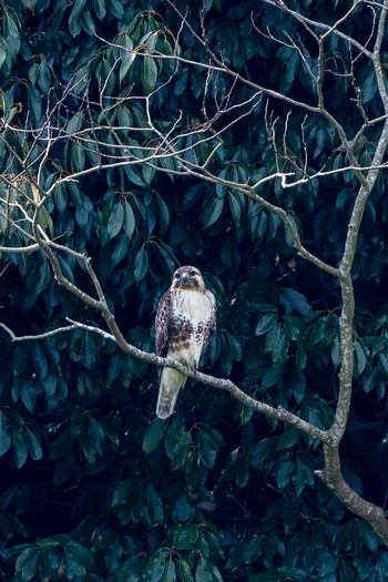 Eastern Buzzard 福岡県 犀川町 Thu, 3/21/2019