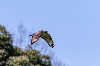 Eastern Buzzard 福岡県 犀川町 Thu, 3/21/2019