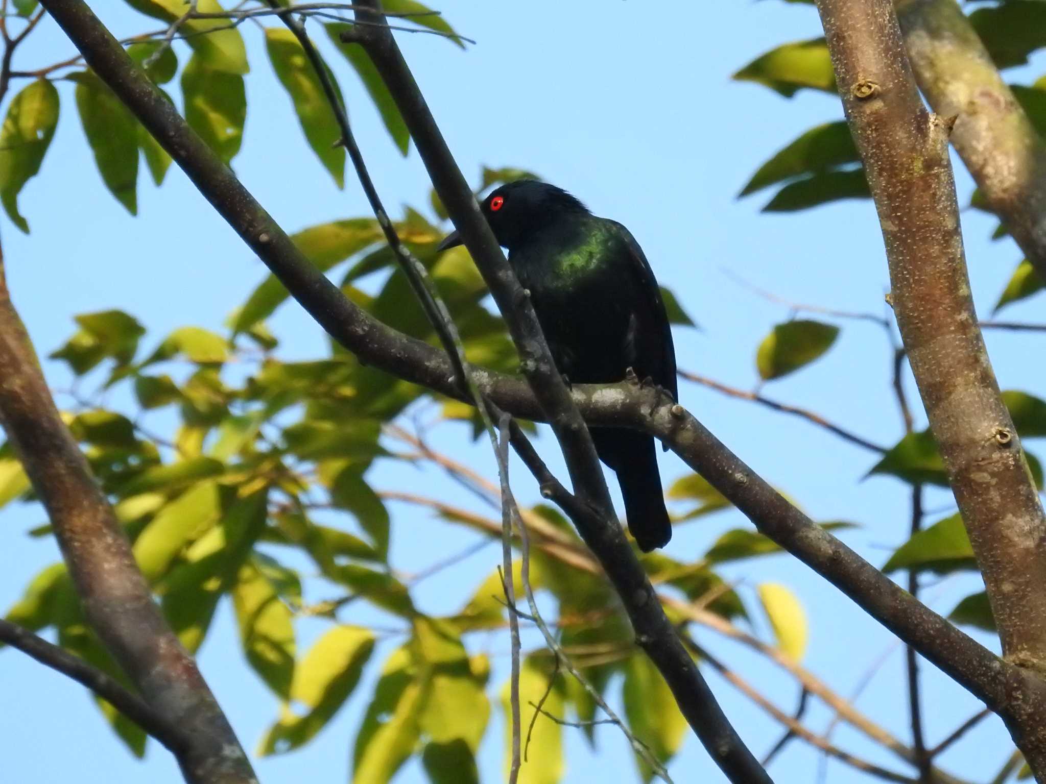 Photo of Asian Glossy Starling at タイ南部 by でみこ