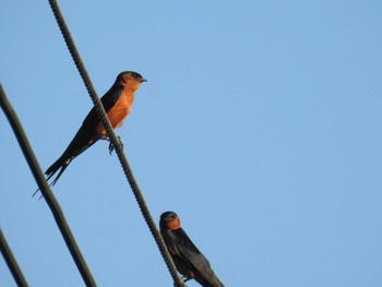 Rufous-bellied Swallow タイ南部 Thu, 2/28/2019