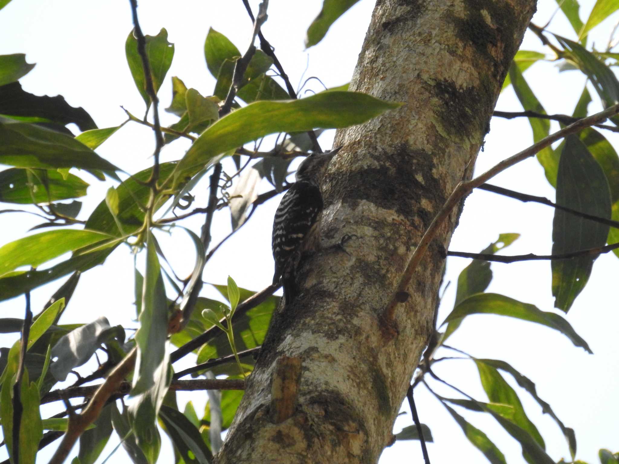 Photo of Grey-capped Pygmy Woodpecker at タイ南部 by でみこ