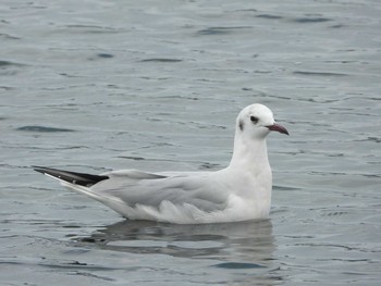 Black-headed Gull Fujimae Tidal Flat Thu, 3/21/2019