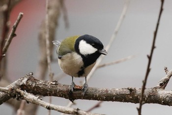 シジュウカラ 北海道 函館市 見晴公園 2019年3月21日(木)