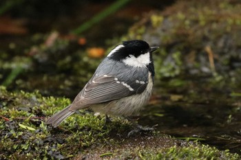 ヒガラ 北海道 函館市 見晴公園 2019年3月21日(木)