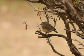 ルリビタキ 北海道 函館市 見晴公園 2019年3月21日(木)