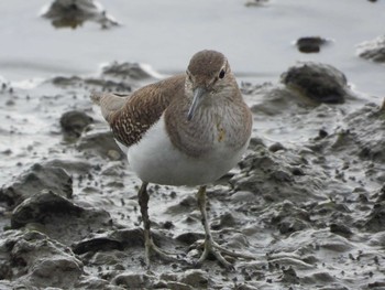 Common Sandpiper Fujimae Tidal Flat Thu, 3/21/2019