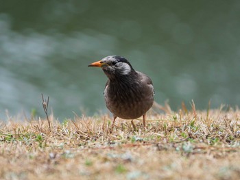 ムクドリ 六義園 2019年3月16日(土)