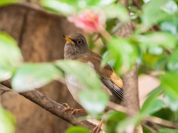 シロハラ 六義園 2019年3月16日(土)