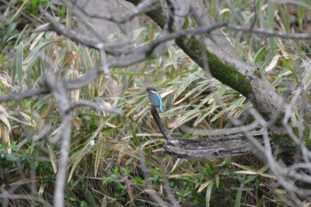 2019年3月21日(木) 加木屋緑地の野鳥観察記録