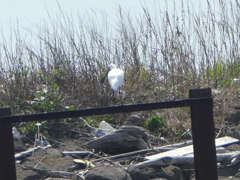 クロツラヘラサギ 葛西臨海公園 2019年3月21日(木)