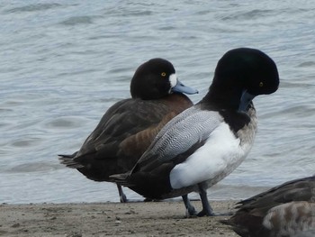 2019年3月21日(木) 葛西臨海公園の野鳥観察記録