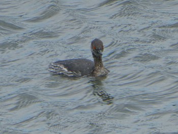 ハジロカイツブリ 葛西臨海公園 2019年3月21日(木)