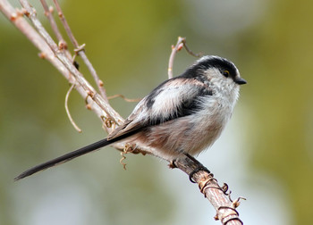 Long-tailed Tit 東京都多摩地域 Tue, 3/19/2019