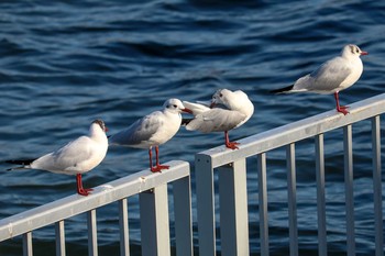 2019年3月21日(木) 鶴見川の野鳥観察記録