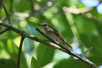 Mangrove Whistler