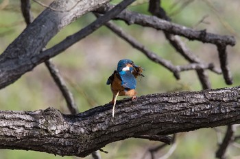 カワセミ 場所が不明 2019年3月22日(金)