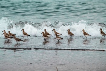 Dunlin 福岡県 吉富町 Thu, 3/21/2019