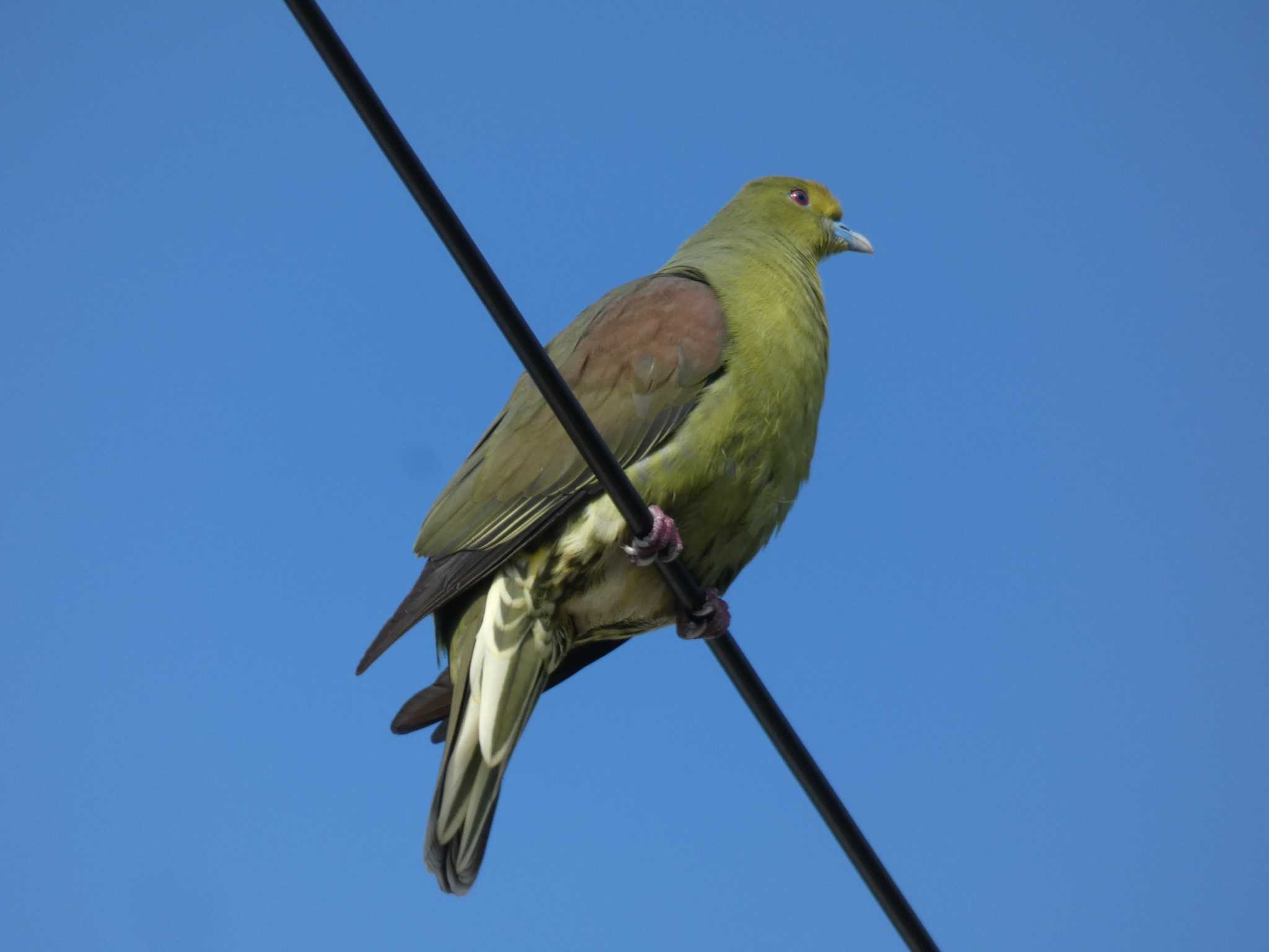 Photo of Ryukyu Green Pigeon at Yoron Island by あおこん