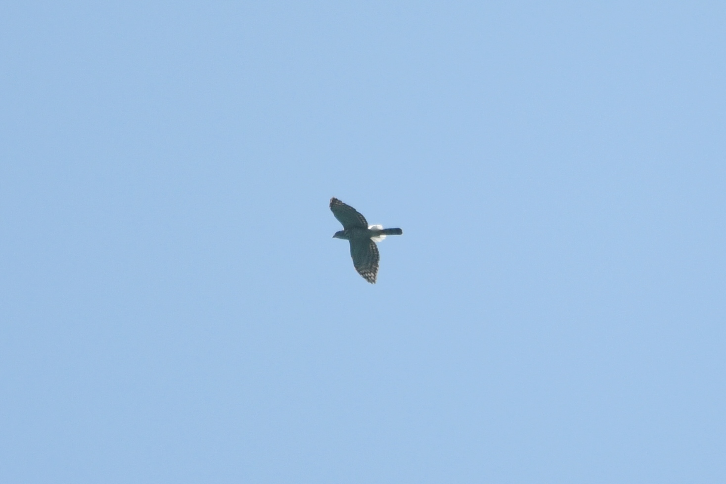 Crested Goshawk