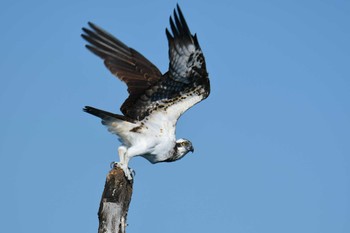 Osprey Khao Sok NP Fri, 2/22/2019