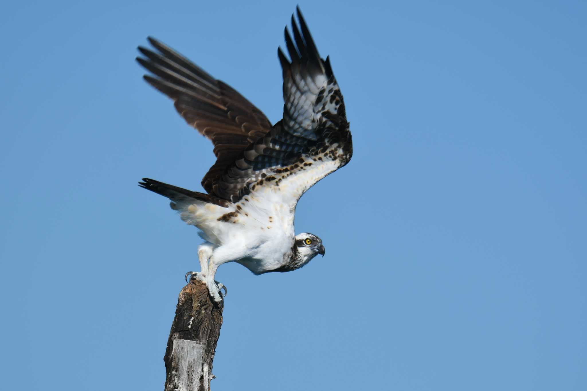 Osprey