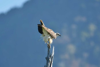 White-bellied Sea Eagle Khao Sok NP Fri, 2/22/2019