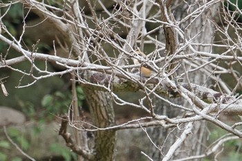 2019年3月21日(木) 甲山森林公園の野鳥観察記録