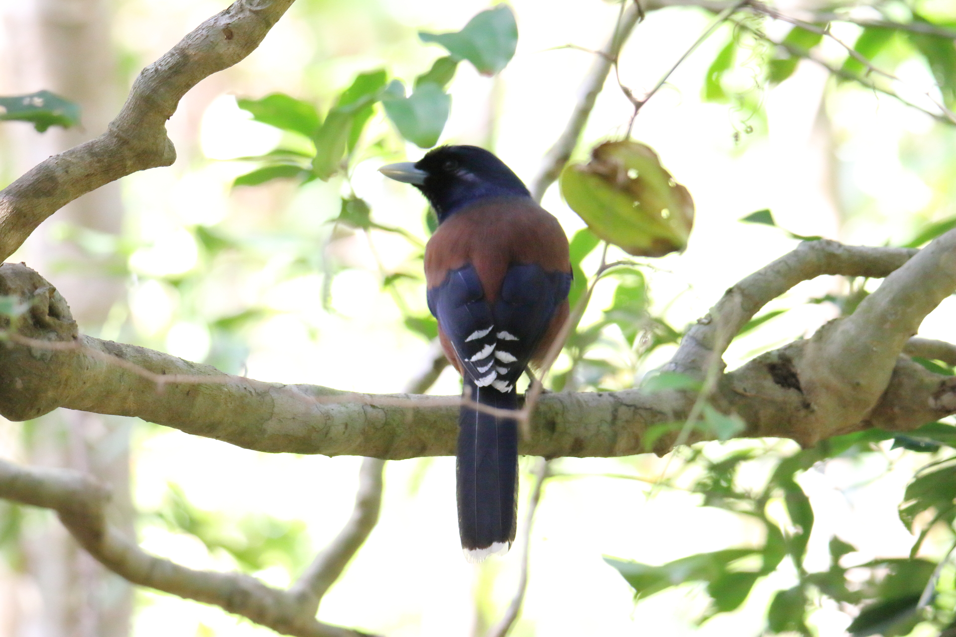 Photo of Lidth's Jay at Amami Nature Observation Forest by マイク