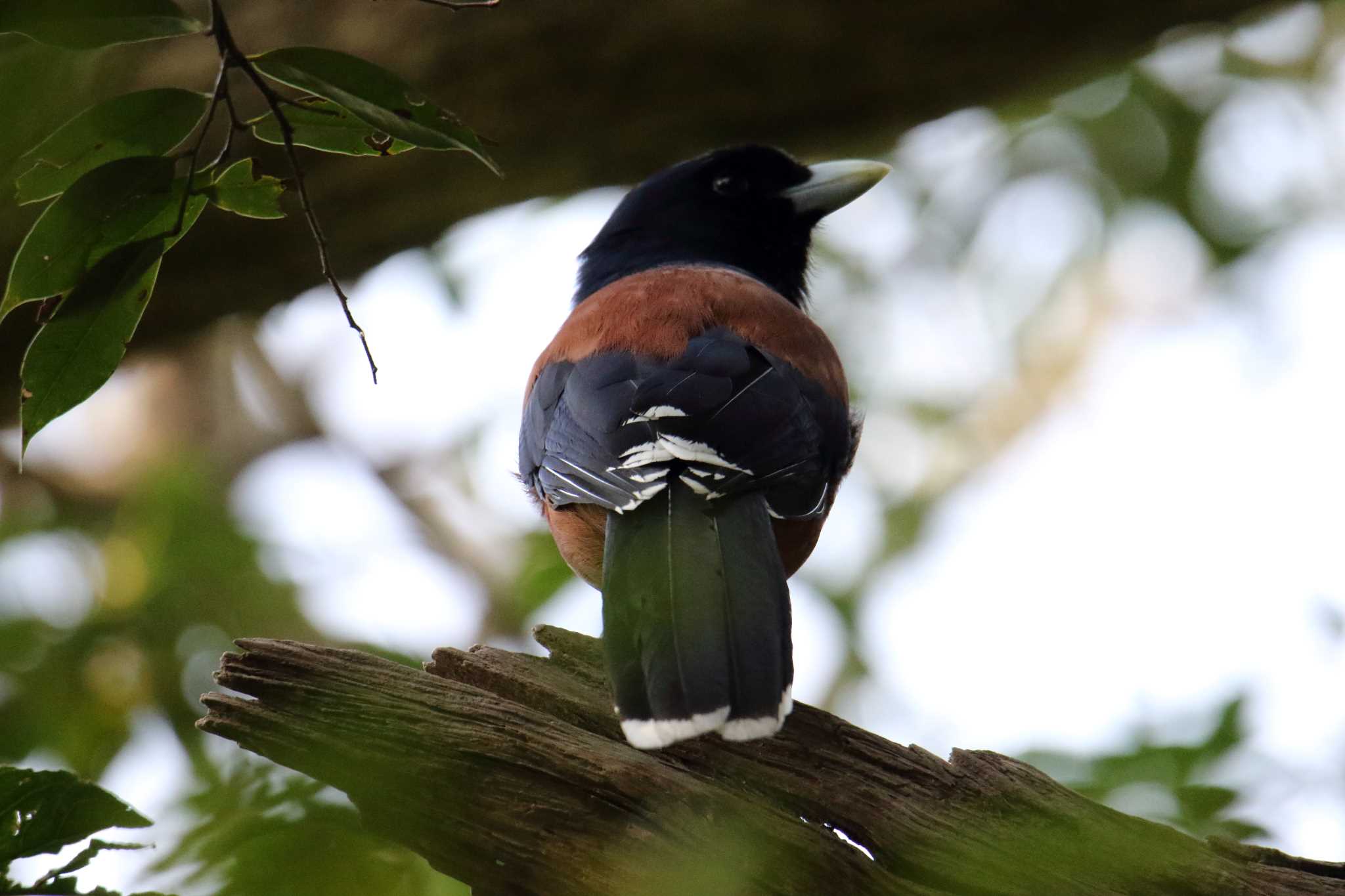 Photo of Lidth's Jay at Amami Nature Observation Forest by マイク