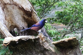 Lidth's Jay Amami Nature Observation Forest Thu, 3/21/2019