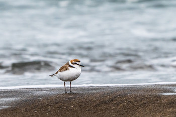 Kentish Plover 福岡県 吉富町 Thu, 3/21/2019