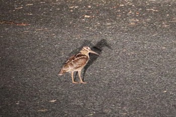 Amami Woodcock 三太郎峠 Wed, 3/20/2019