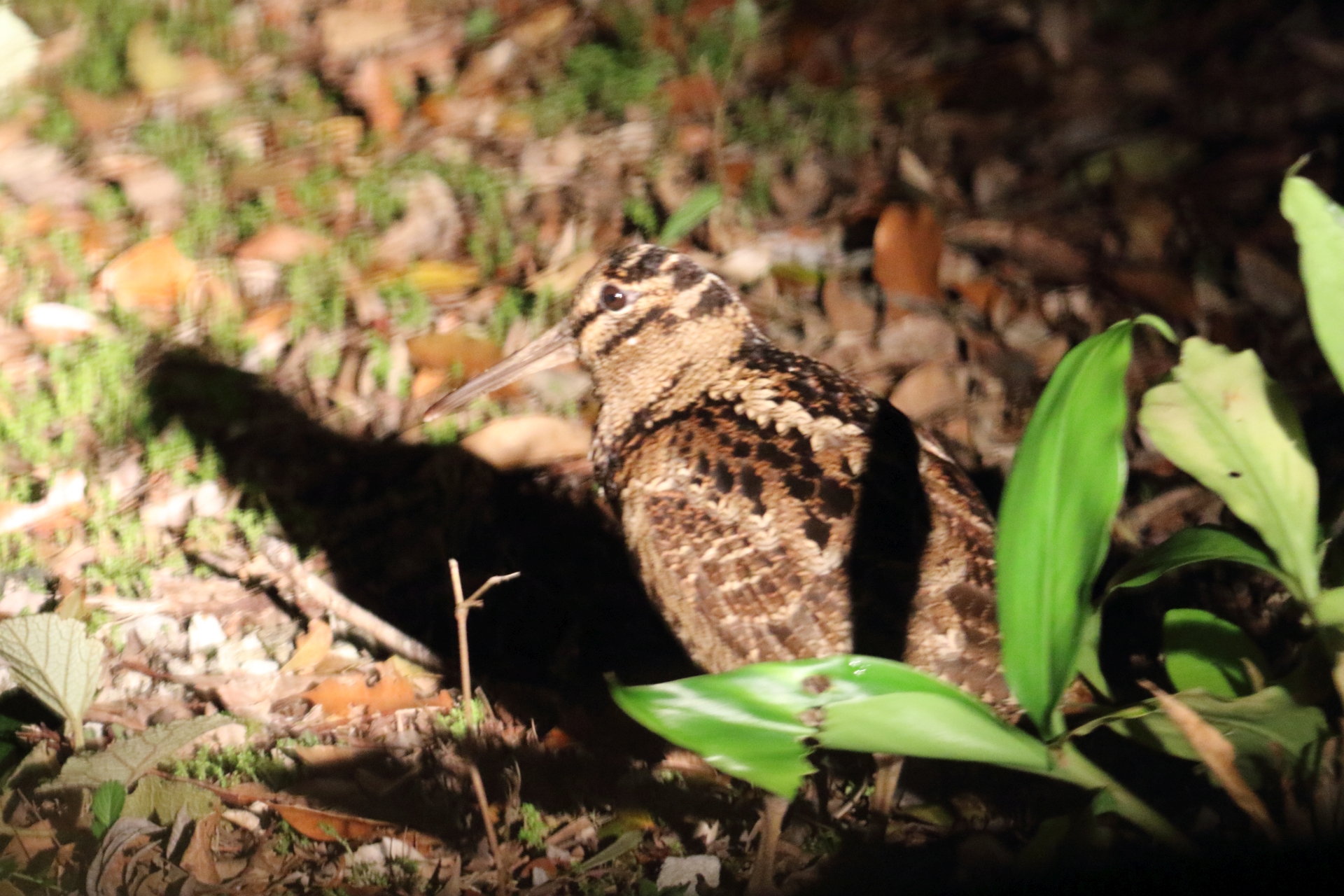 Photo of Amami Woodcock at 奄美 by マイク