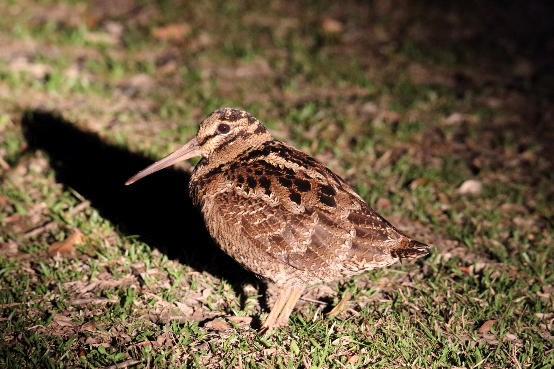 Photo of Amami Woodcock at 奄美 by マイク