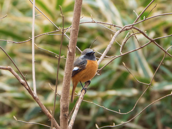 2019年3月16日(土) 六義園の野鳥観察記録