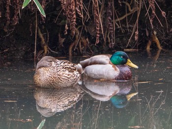 マガモ 六義園 2019年3月16日(土)