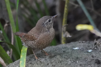 Eurasian Wren 東京都多摩地域 Tue, 3/19/2019