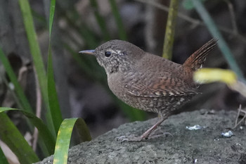 Eurasian Wren 東京都多摩地域 Tue, 3/19/2019