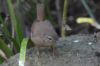 Eurasian Wren 東京都多摩地域 Tue, 3/19/2019