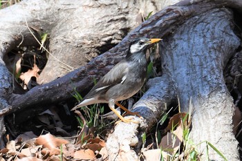 White-cheeked Starling Inokashira Park Thu, 3/21/2019