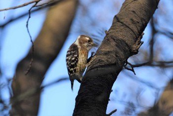 Japanese Pygmy Woodpecker Shinjuku Gyoen National Garden Thu, 3/21/2019