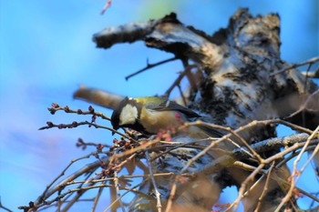 Japanese Tit Shinjuku Gyoen National Garden Thu, 3/21/2019