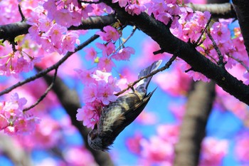 Brown-eared Bulbul Shinjuku Gyoen National Garden Thu, 3/21/2019