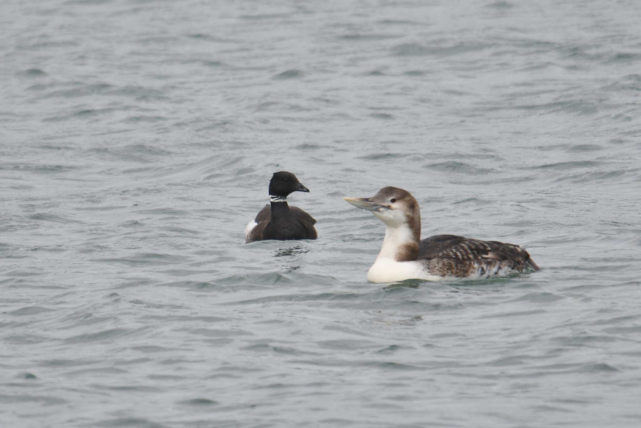 Brant Goose