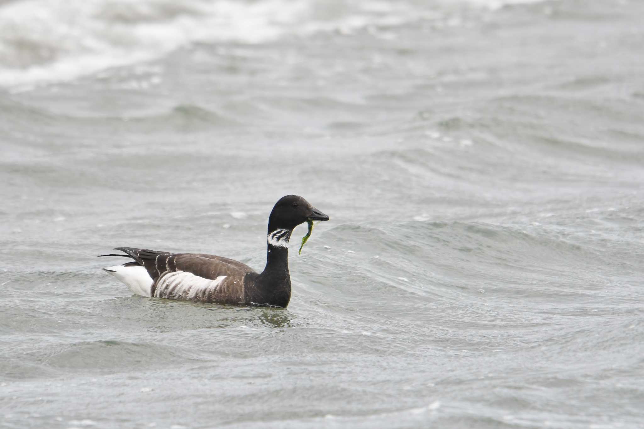 Photo of Brant Goose at 会瀬漁港 by あひる