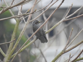 ヒヨドリ 愛媛県　新居浜市 2019年3月22日(金)