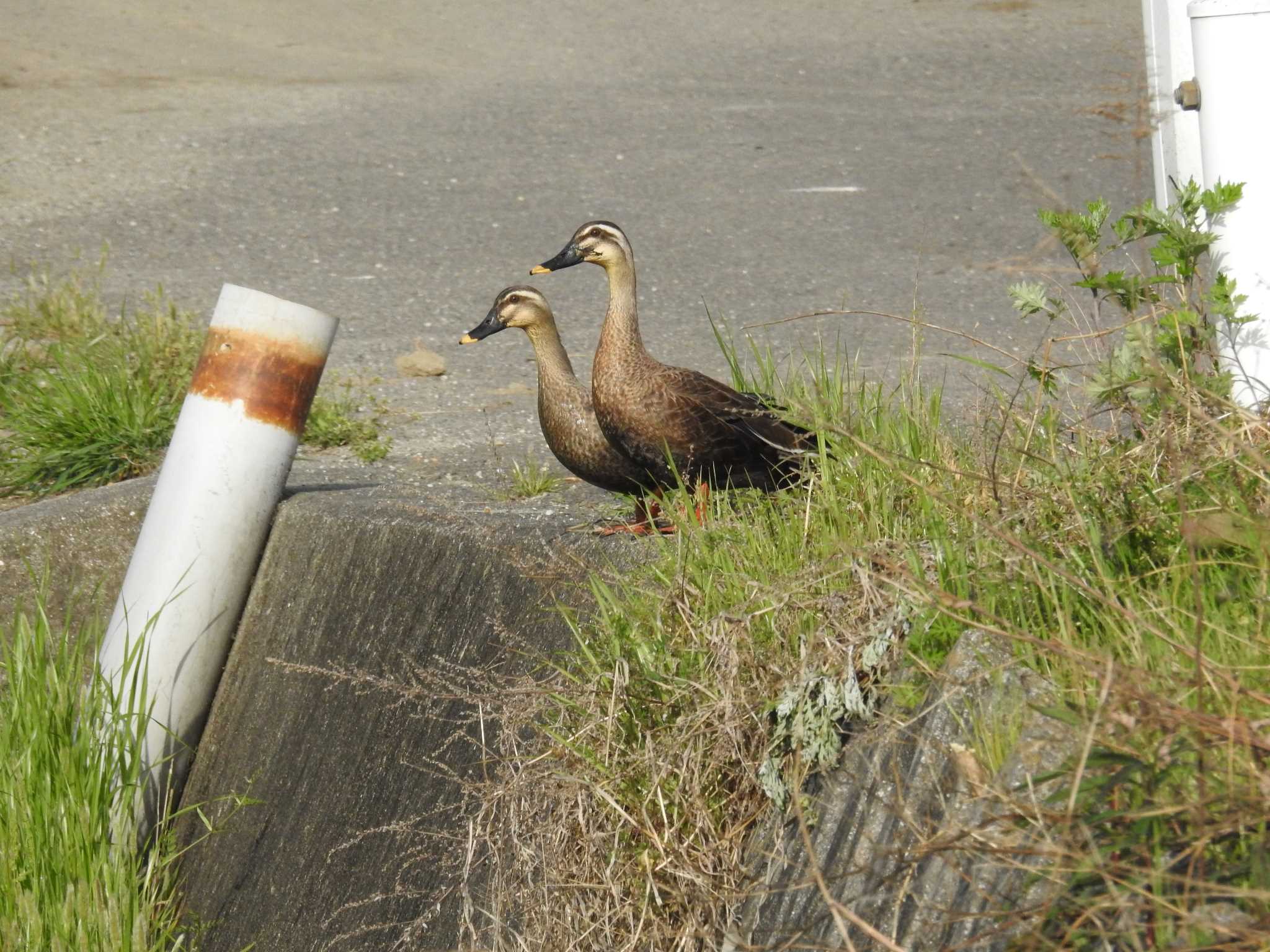 愛媛県　新居浜市 カルガモの写真 by でみこ